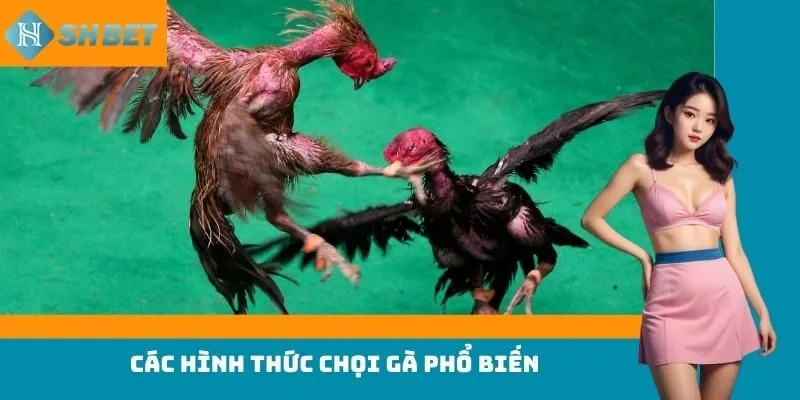 Các hình thức chọi gà phổ biến