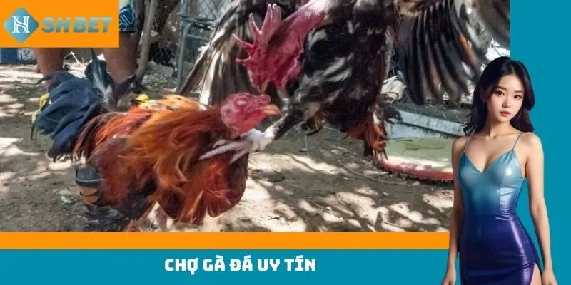 chợ gà đá uy tín