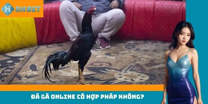 đá gà online có hợp pháp không