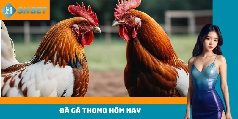 đá gà thomo