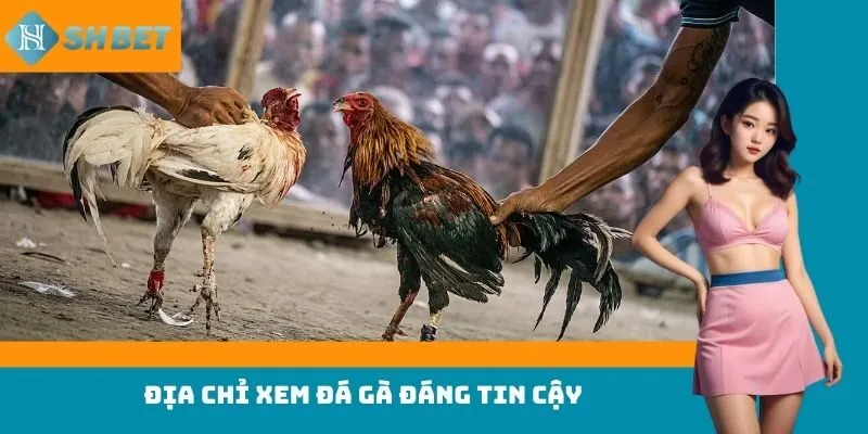 Địa chỉ xem đá gà đáng tin cậy