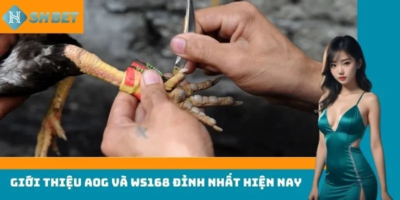 Giới thiệu AOG và WS168 đỉnh nhất hiện nay