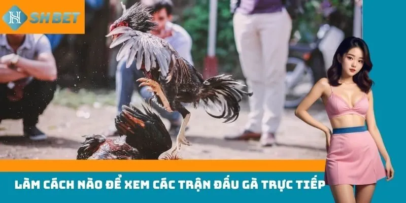 Làm cách nào để xem các trận đấu gà trực tiếp?