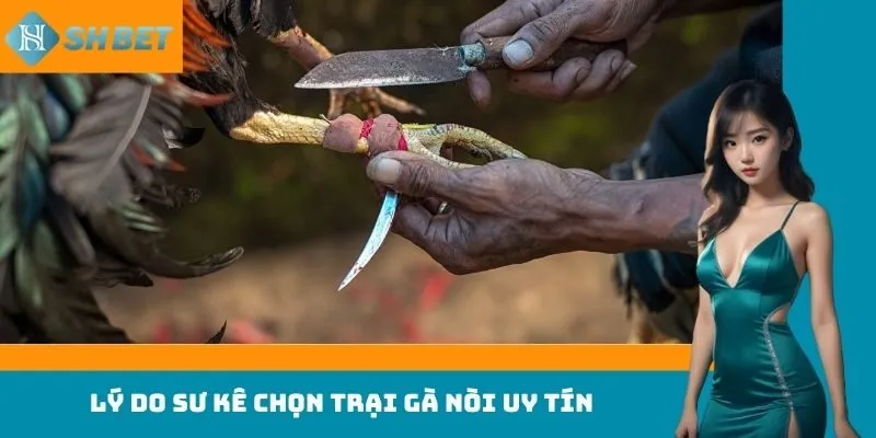 Lý do sư kê chọn trại gà nòi uy tín