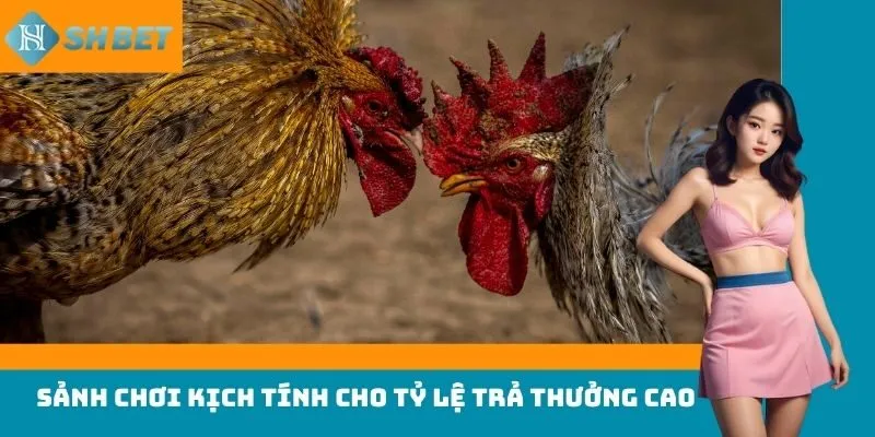 Sảnh chơi kịch tính cho tỷ lệ trả thưởng cao