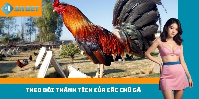 Theo dõi thành tích của các chú gà