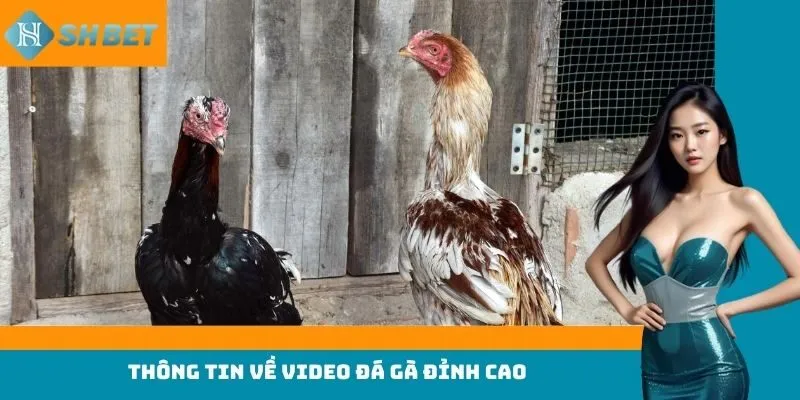 Thông tin về video đá gà đỉnh cao