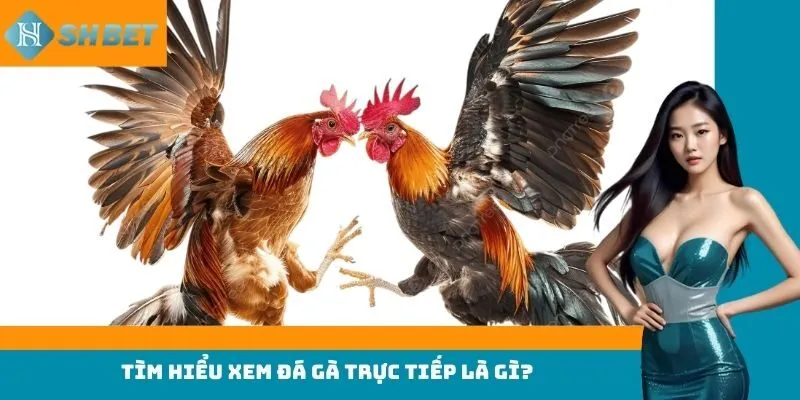 Tìm hiểu xem đá gà trực tiếp là gì?