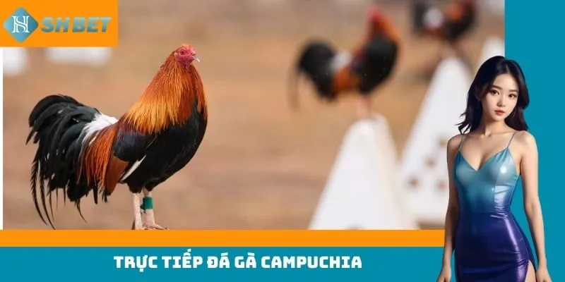 trực tiếp đá gà campuchia