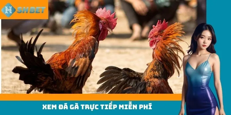 xem đá gà trực tuyến miễn phí